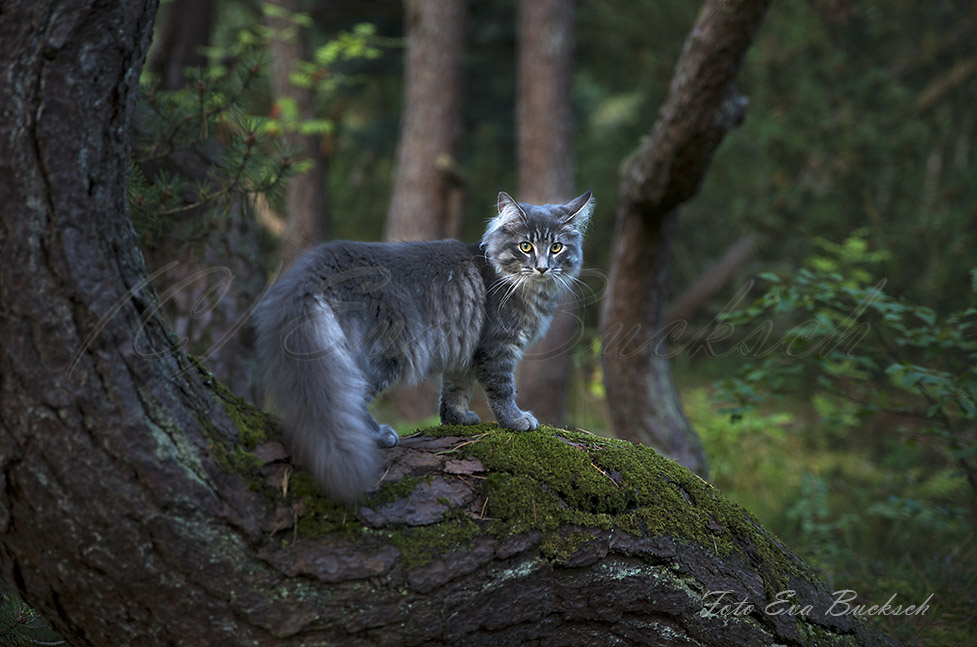 Foto av Eva Bucksch